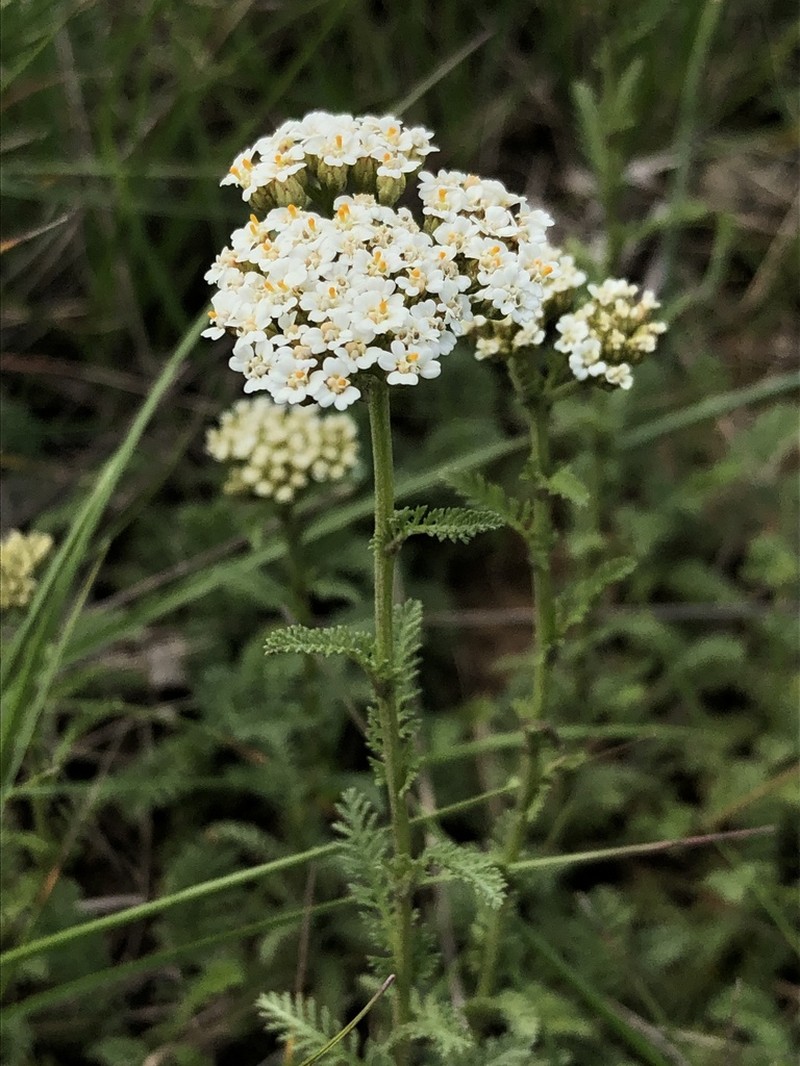 Achillea odorata photo 2