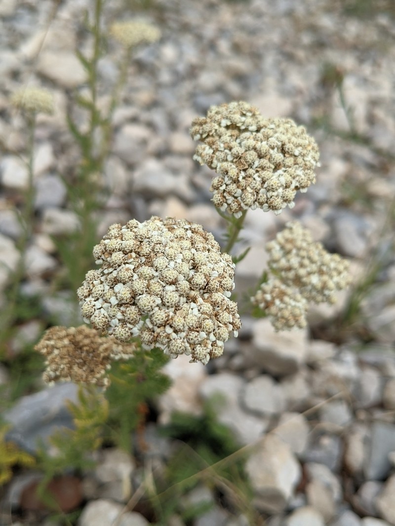 Achillea odorata photo 3