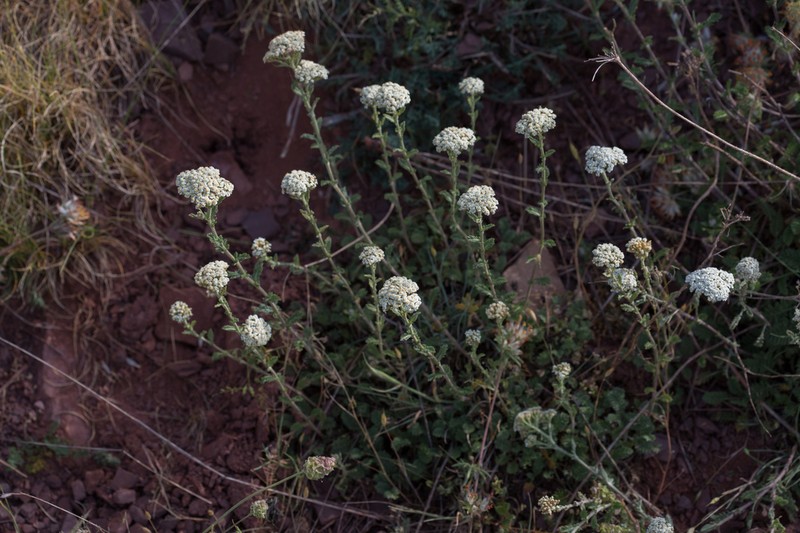 Achillea odorata photo 4