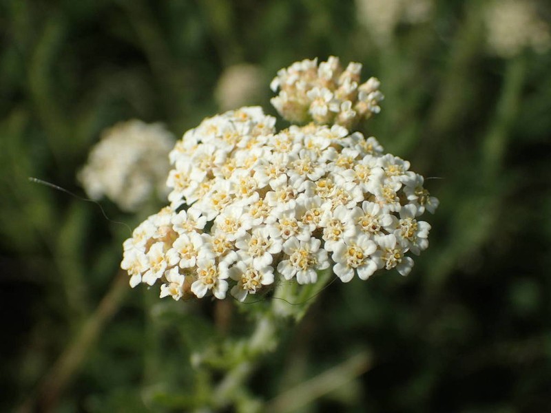 Achillea odorata photo 5