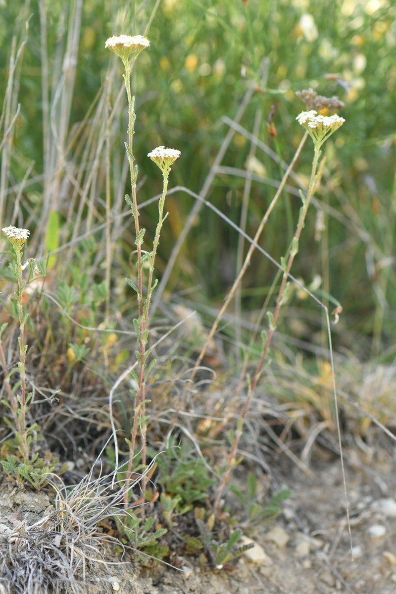 Achillea odorata photo 6