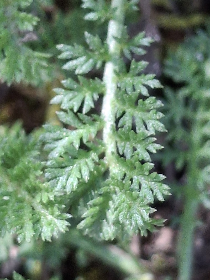 Achillea odorata photo 7