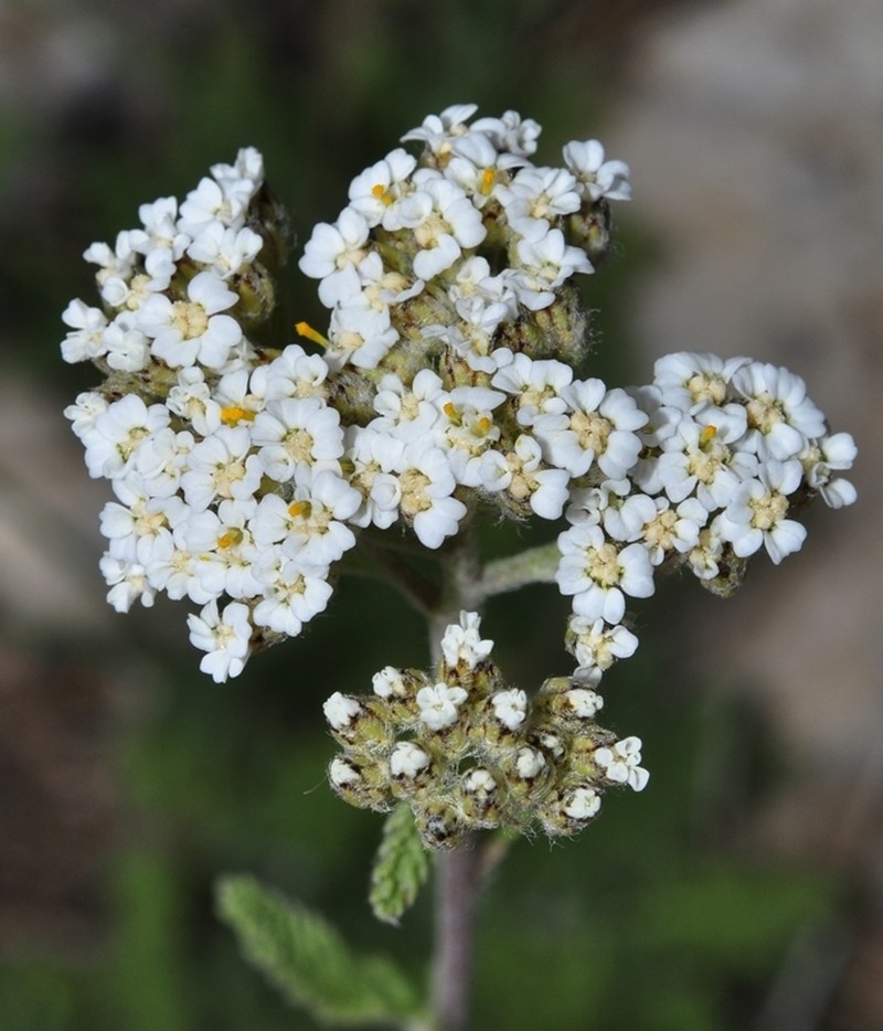 Achillea odorata photo 8