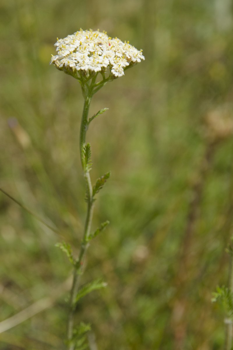 Achillea odorata