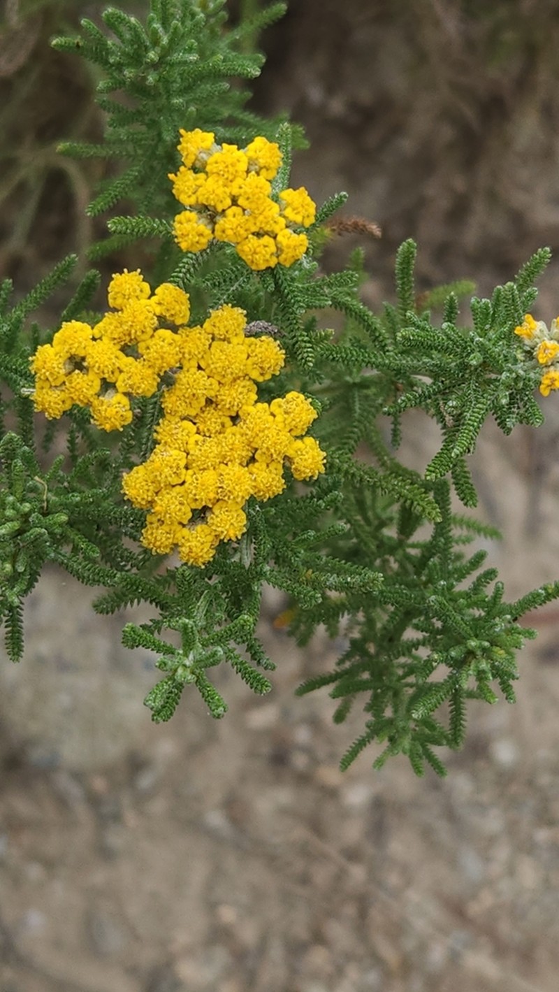 Achillea oligocephala