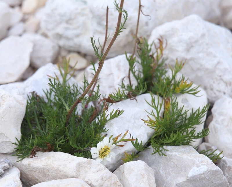 Achillea oxyloba