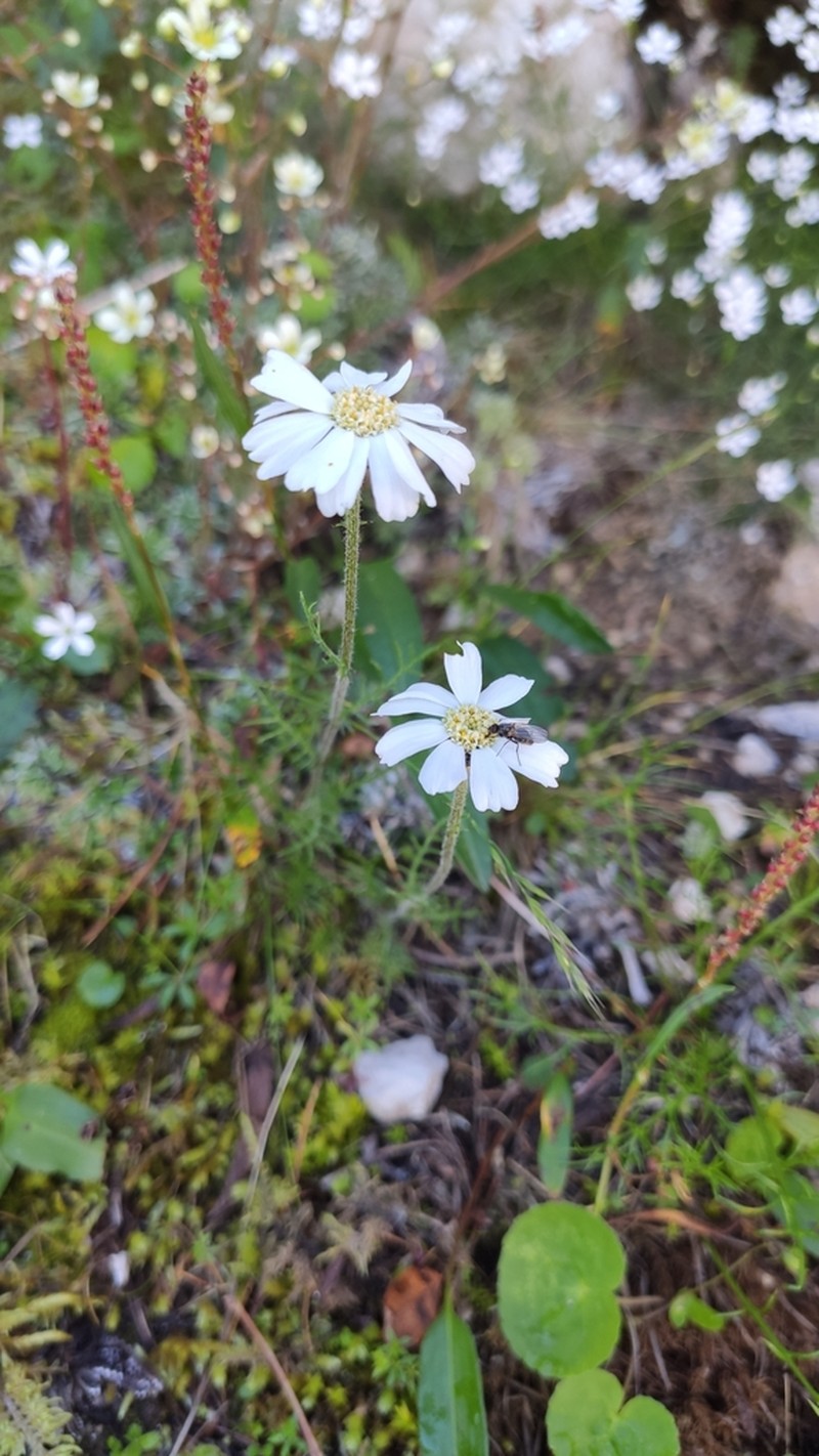 Achillea oxyloba photo 3