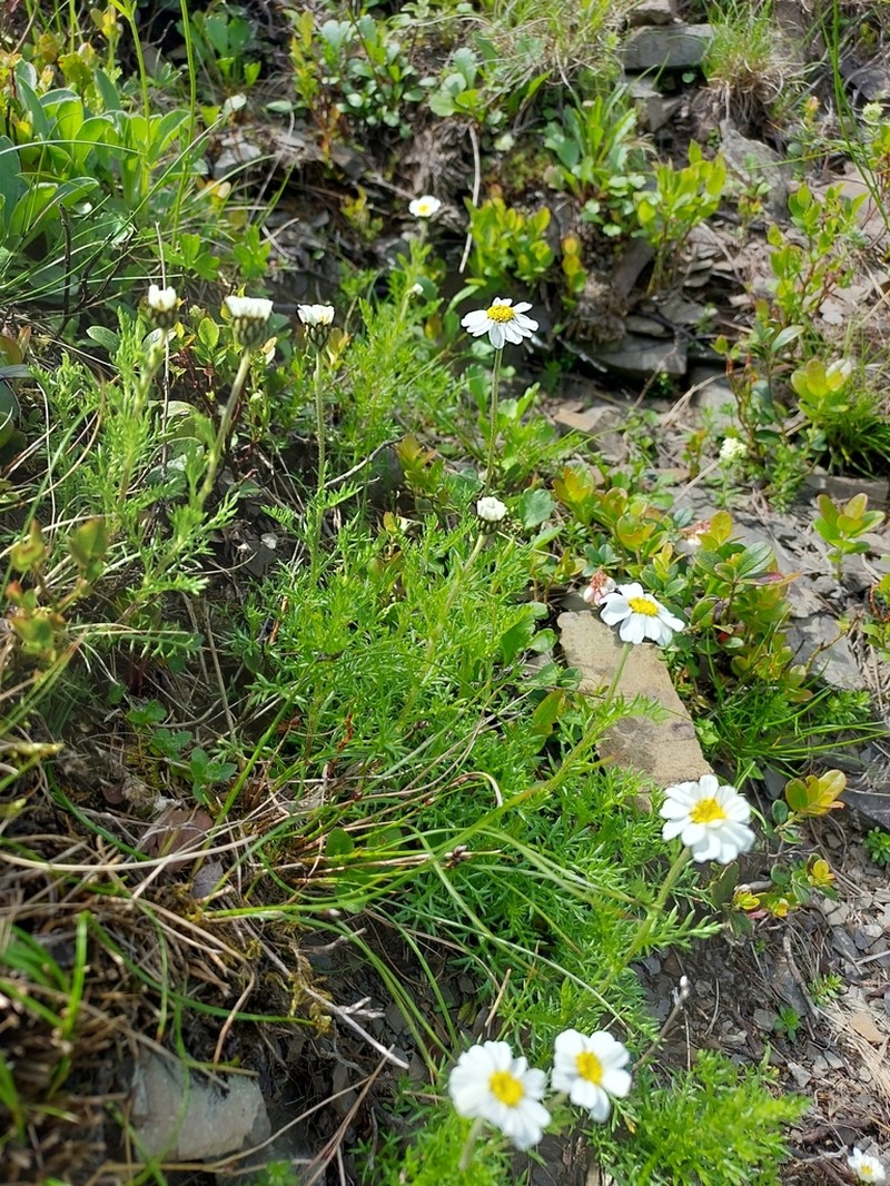Achillea oxyloba photo 5