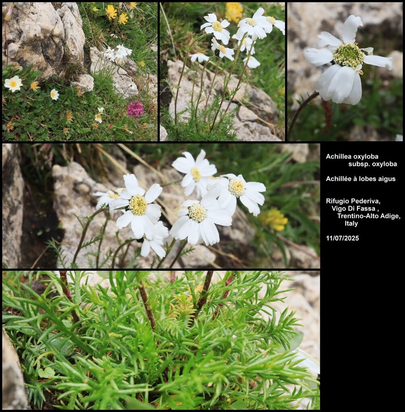 Achillea oxyloba photo 6