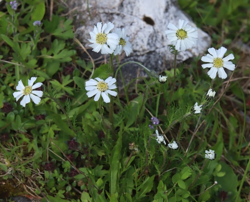 Achillea oxyloba photo 7