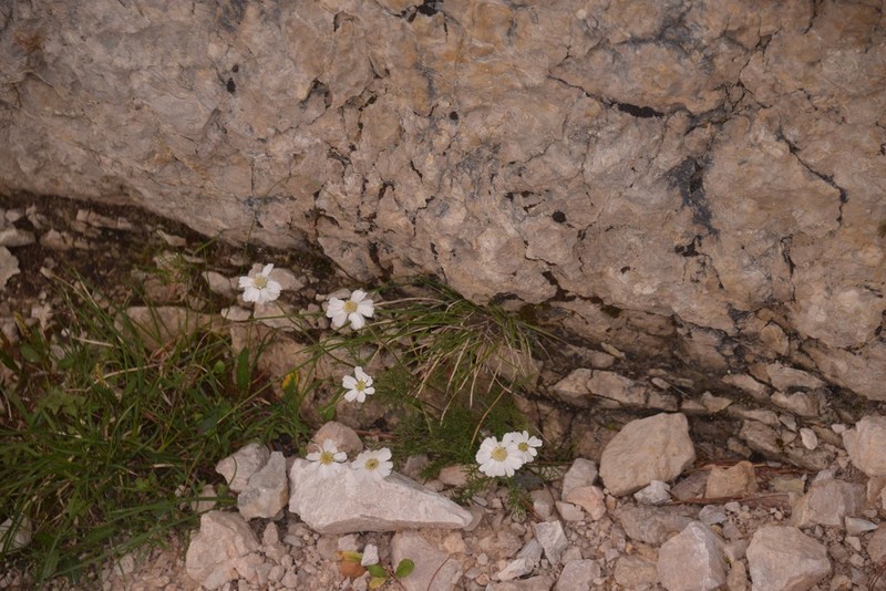Achillea oxyloba photo 8