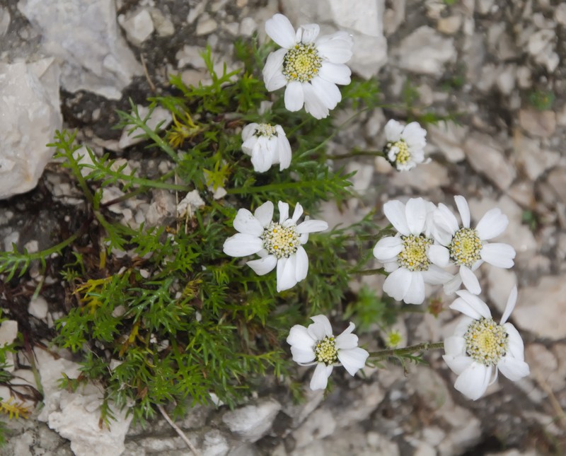 Achillea oxyloba subsp. oxyloba