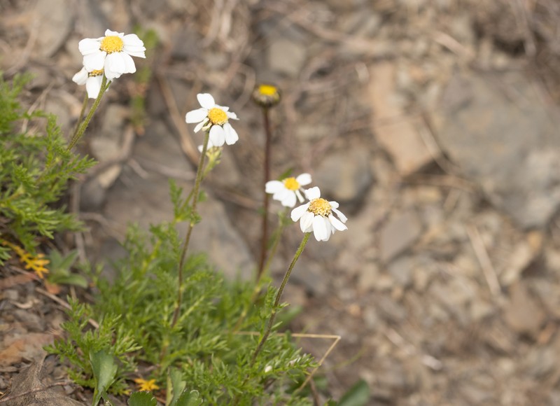 Achillea oxyloba subsp. schurii