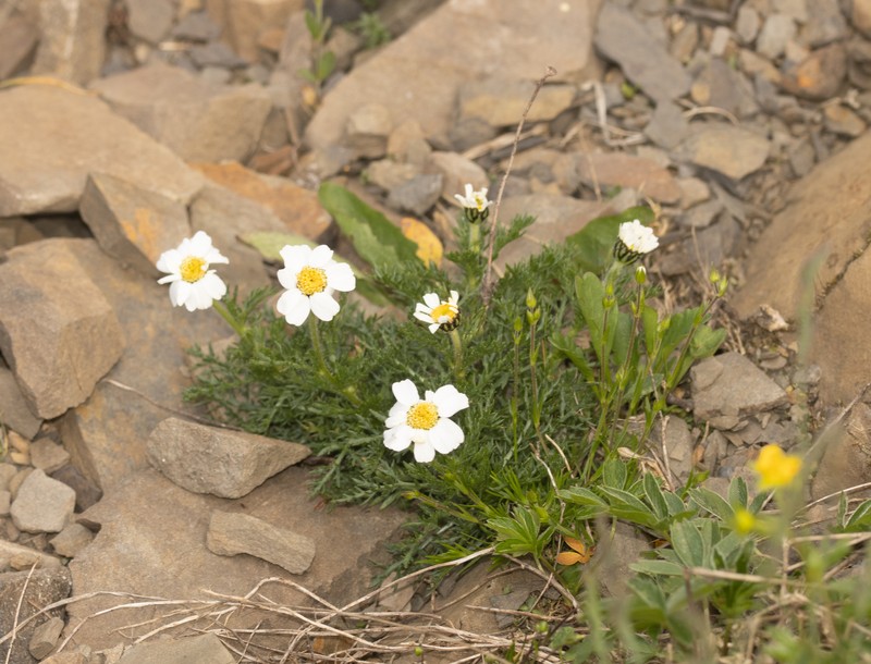 Achillea oxyloba subsp. schurii photo 2