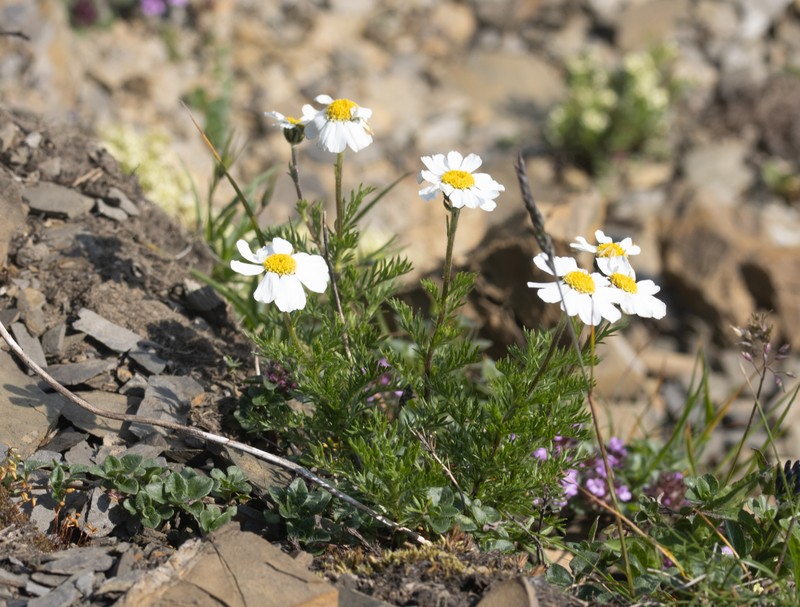 Achillea oxyloba subsp. schurii photo 3
