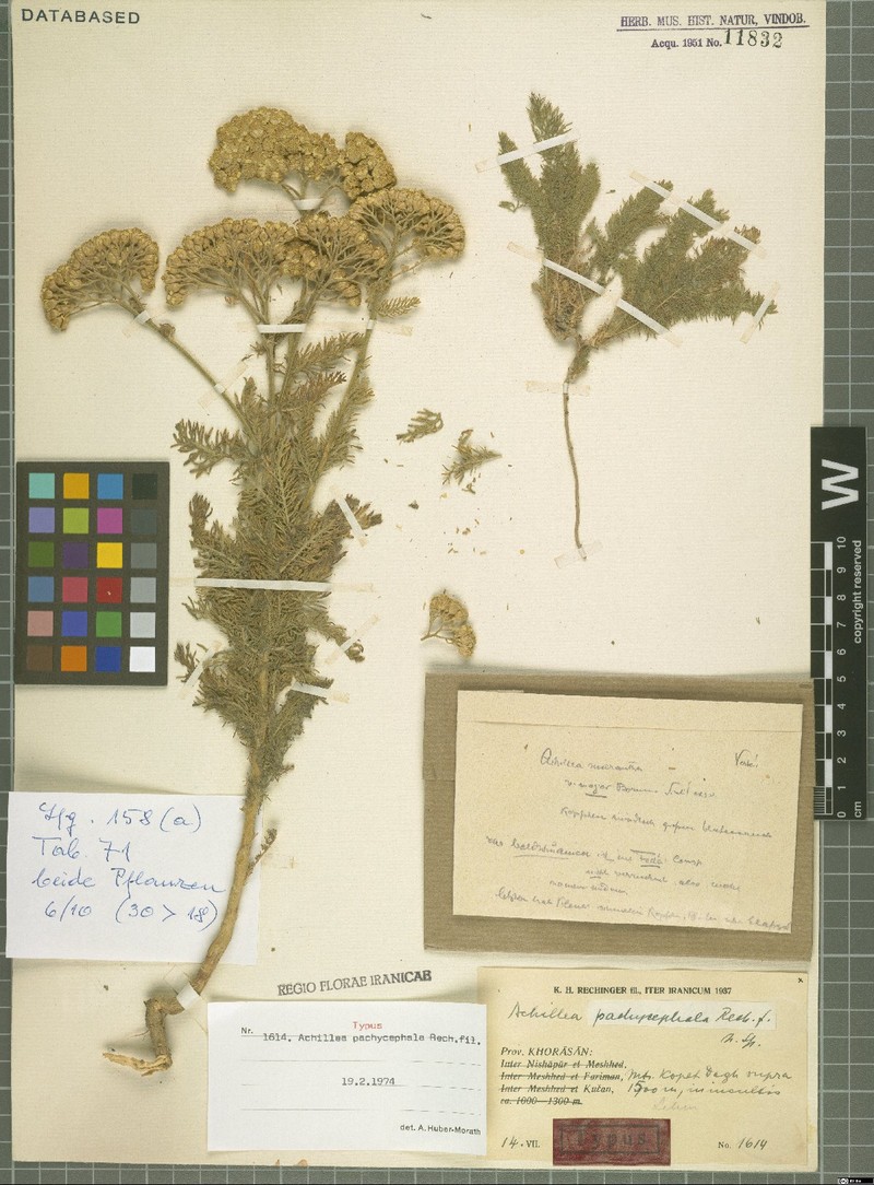 Achillea pachycephala