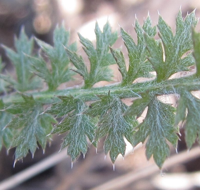 Yarrow