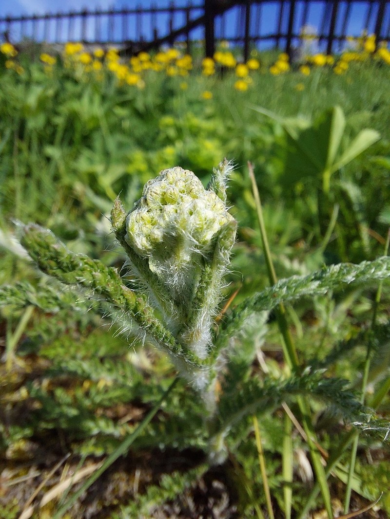 Yarrow photo 2