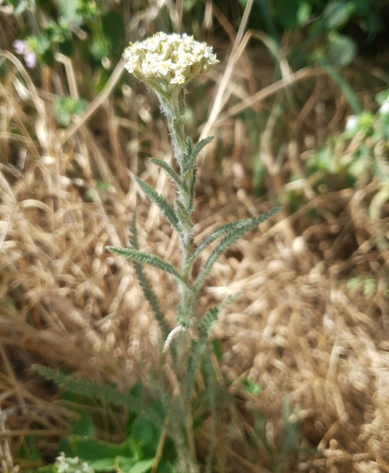 Yarrow photo 3