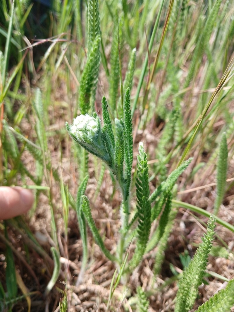 Yarrow photo 4