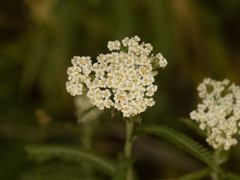 Yarrow photo 5
