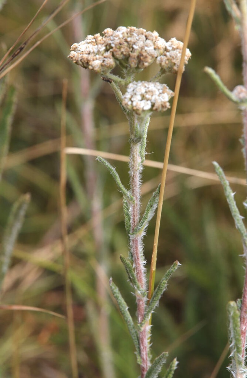 Yarrow photo 6