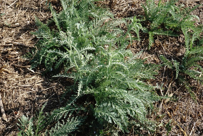 Yarrow photo 7