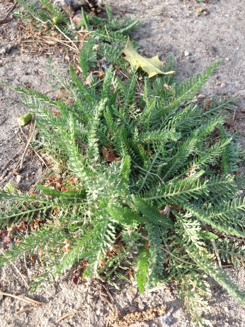 Yarrow photo 8