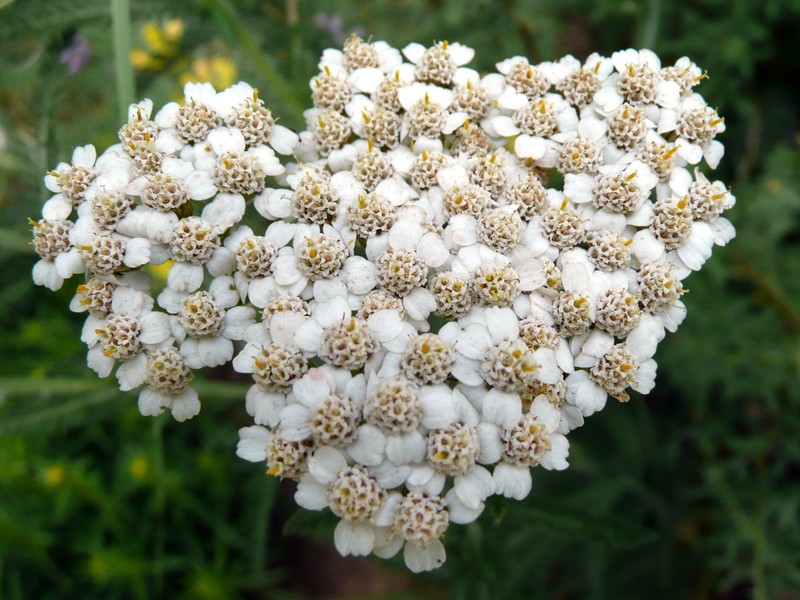 Yarrow