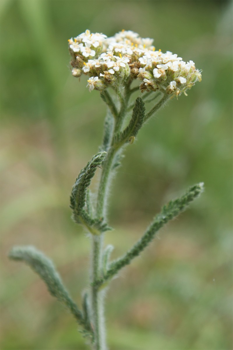 Yarrow photo 2