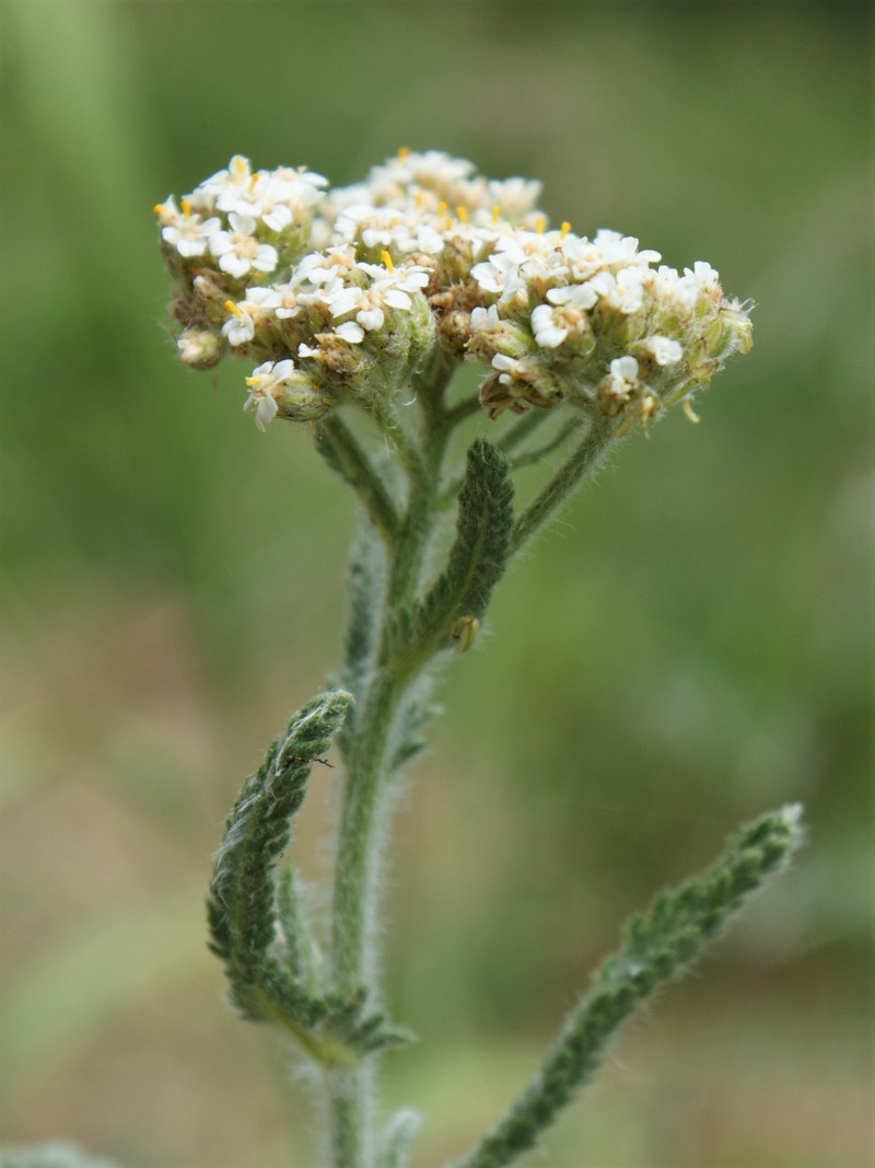 Yarrow photo 3