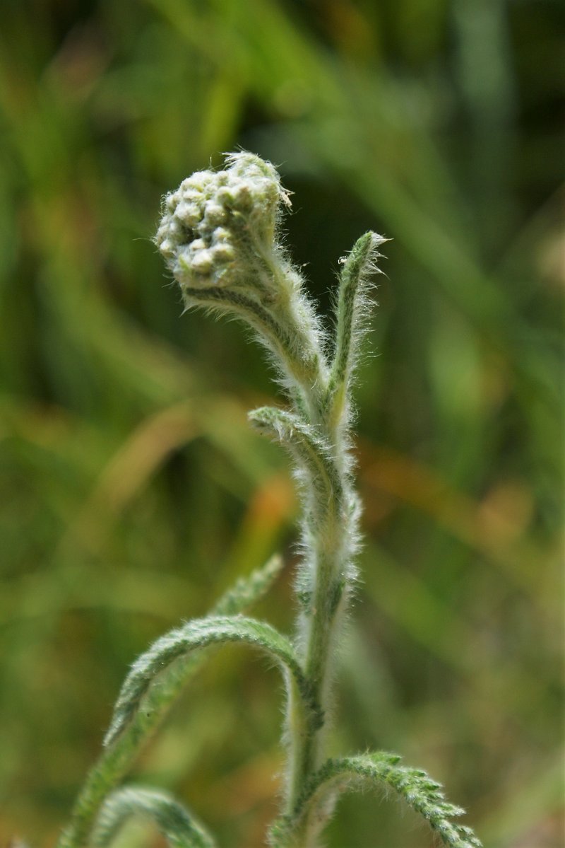 Yarrow photo 4