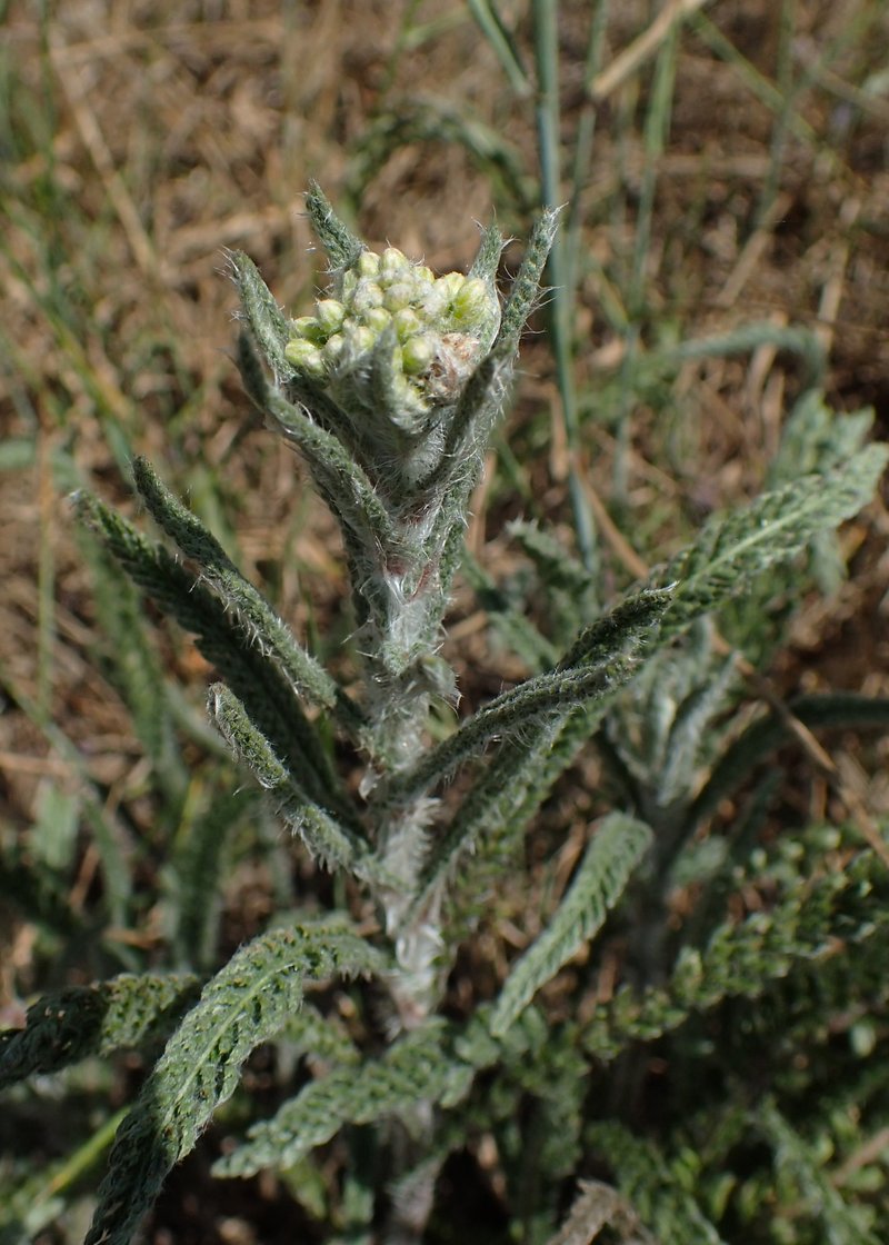 Yarrow photo 5