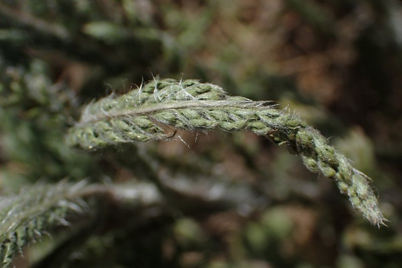 Yarrow photo 6