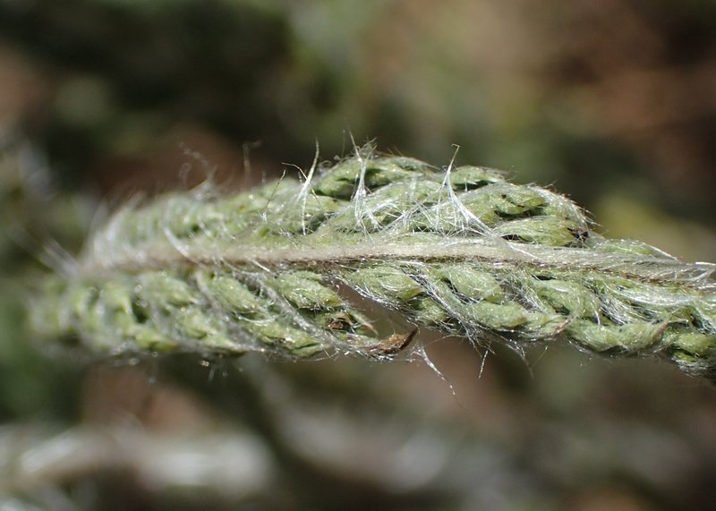 Yarrow photo 7
