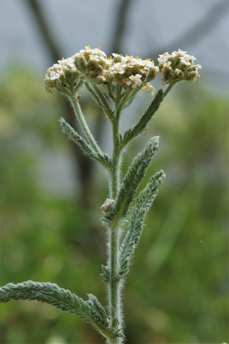 Yarrow photo 8