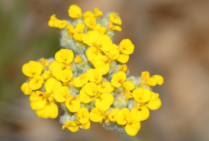 Achillea phrygia photo 3