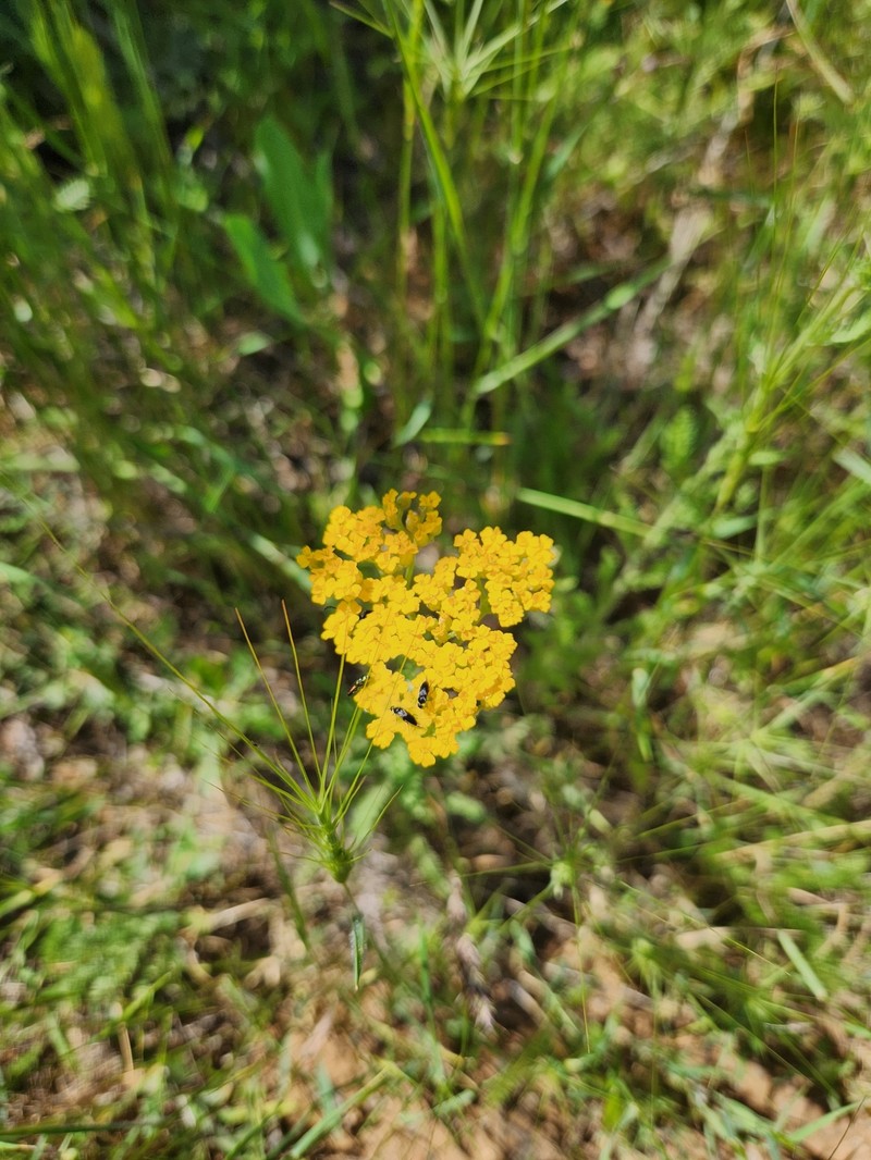 Achillea phrygia photo 2