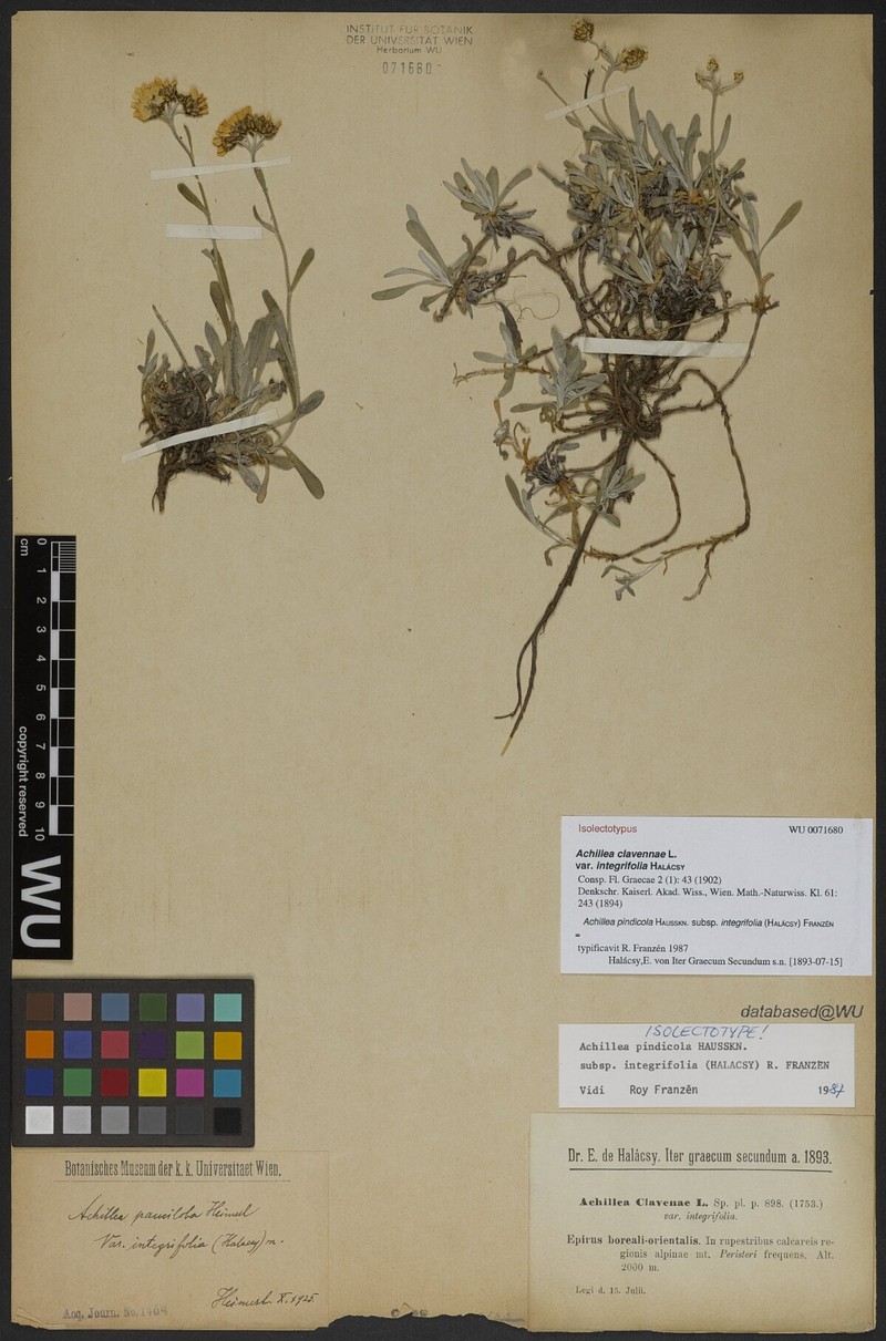 Achillea pindicola photo 2