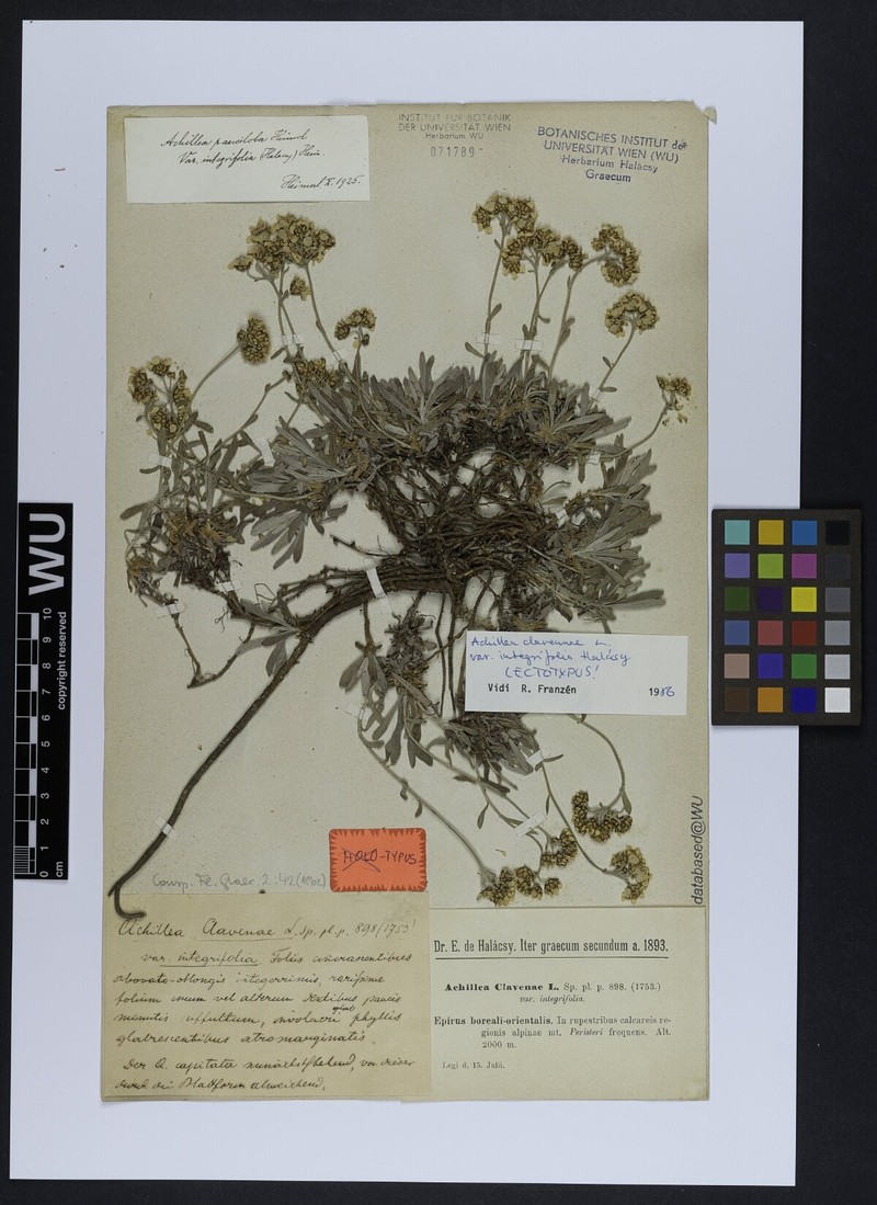 Achillea pindicola photo 3