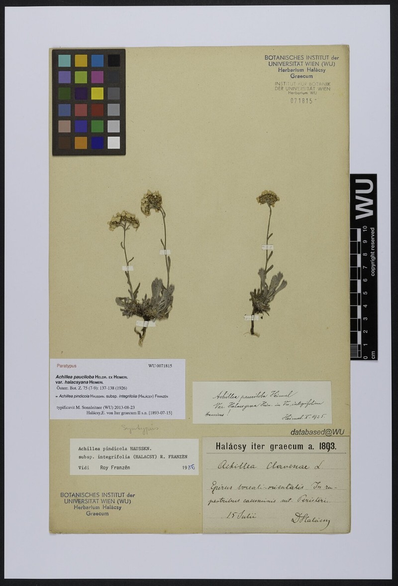 Achillea pindicola photo 5