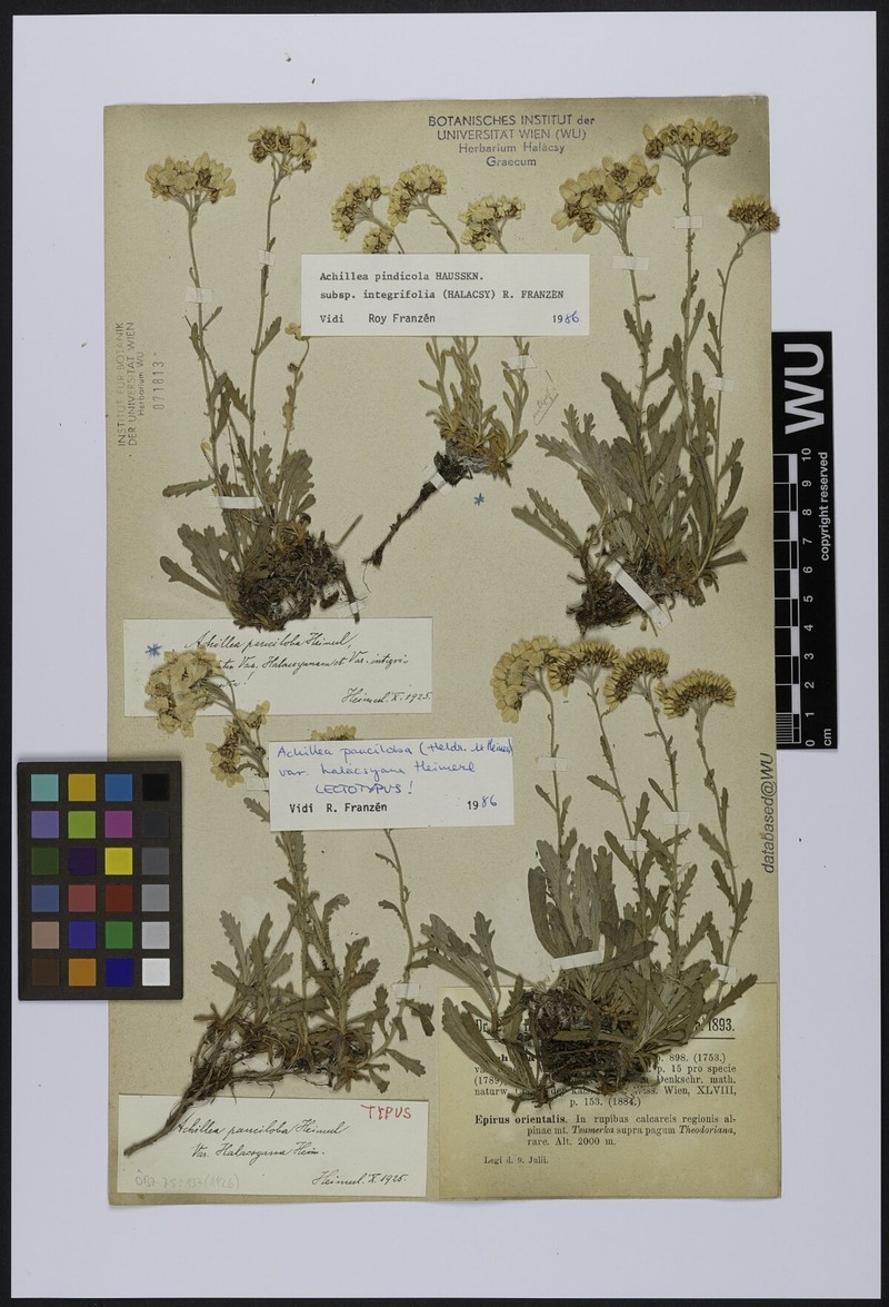 Achillea pindicola photo 6