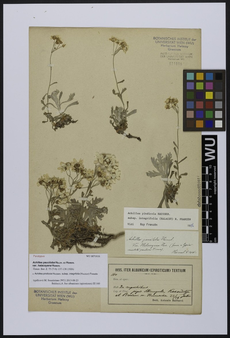 Achillea pindicola subsp. integrifolia