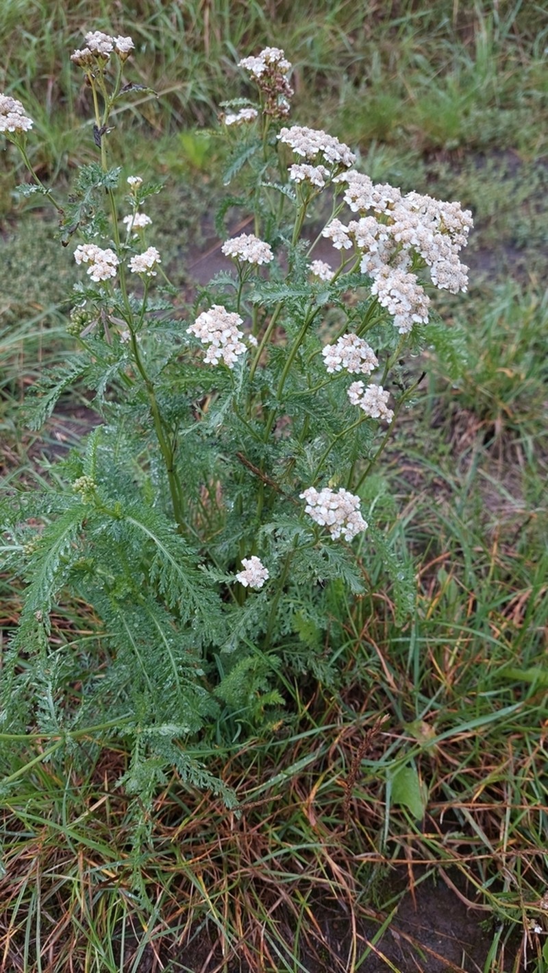 Achillea pratensis photo 2