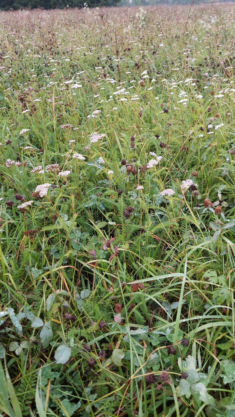 Achillea pratensis photo 3