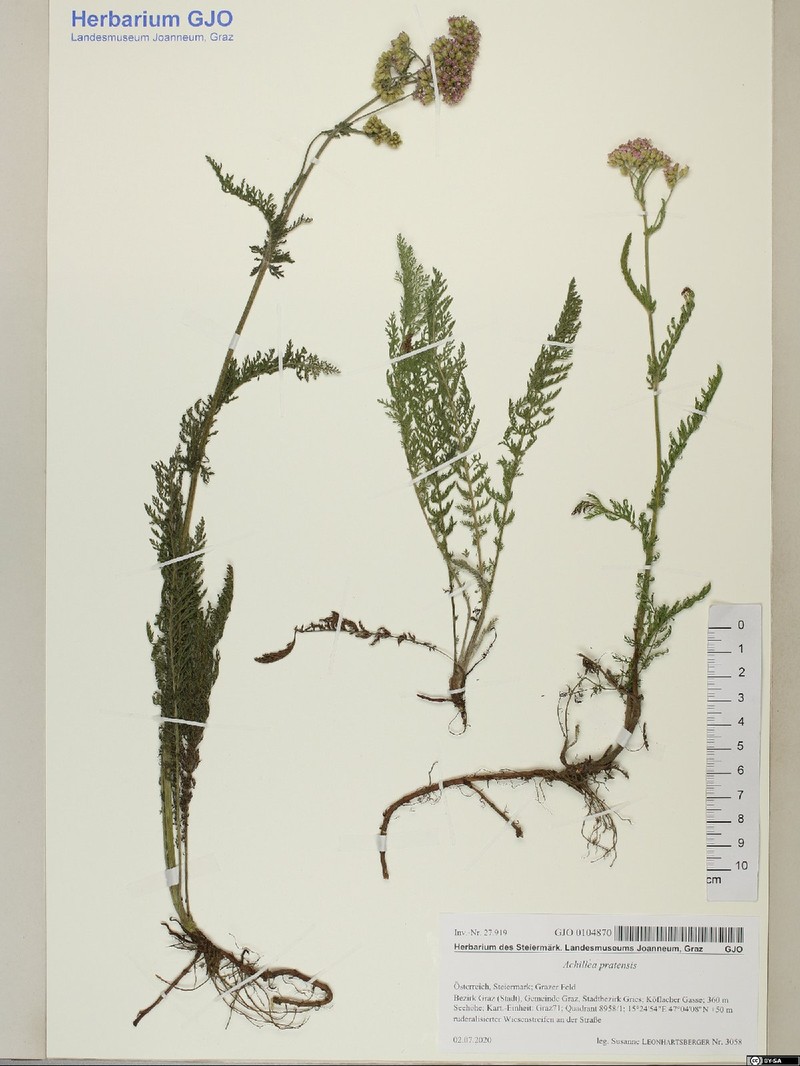 Achillea pratensis photo 4