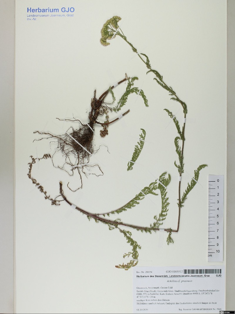 Achillea pratensis photo 5