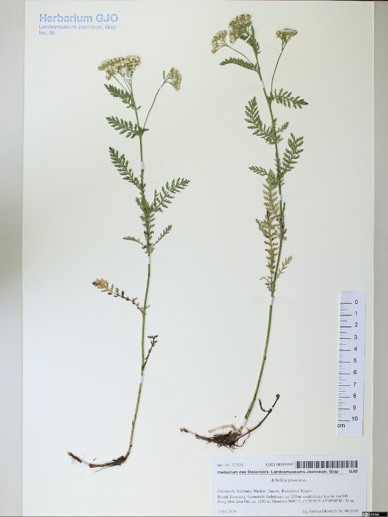 Achillea pratensis photo 6