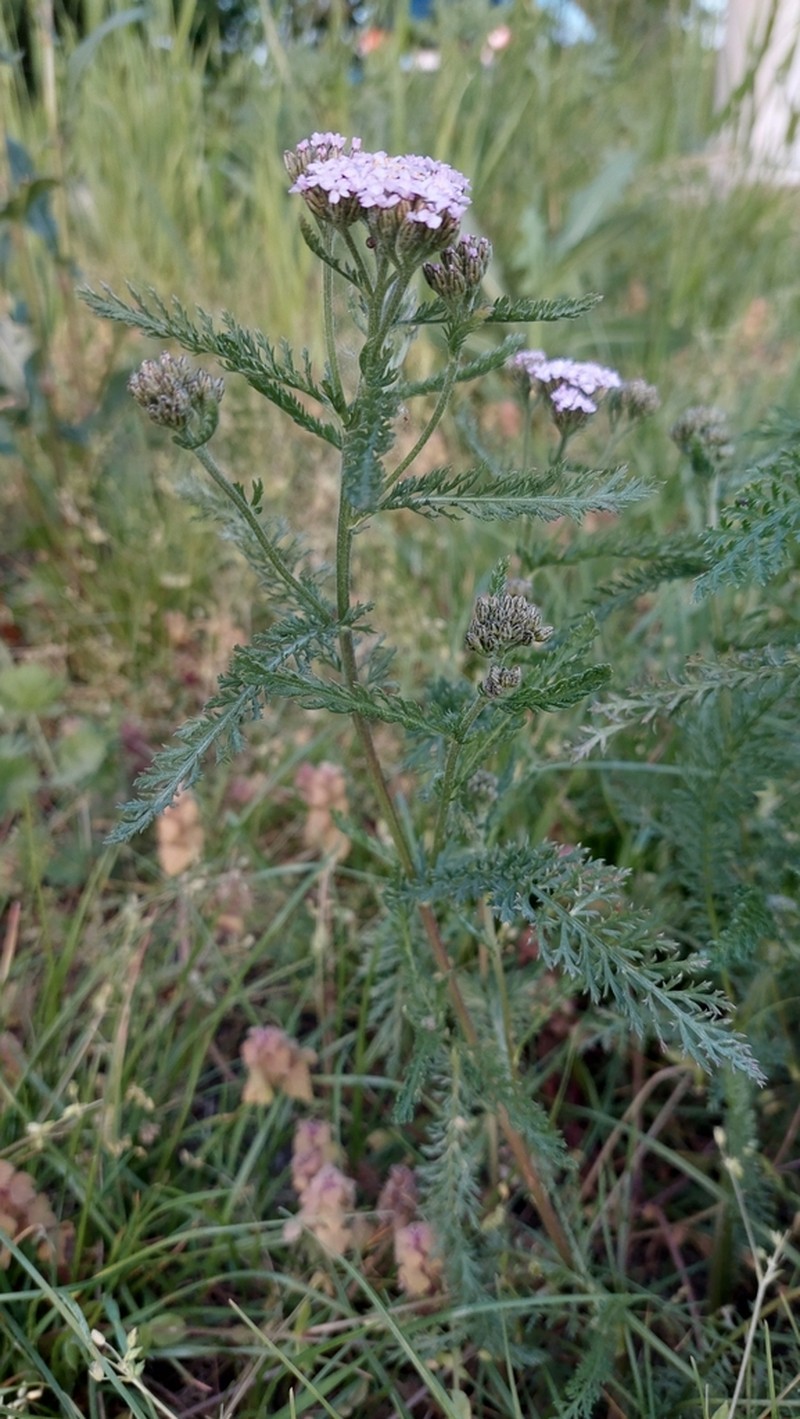 Achillea pratensis photo 7