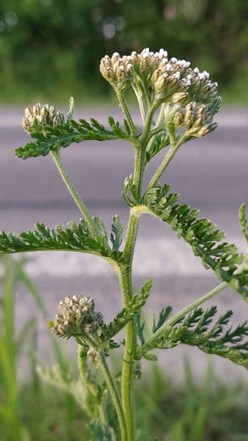 Achillea pratensis photo 8